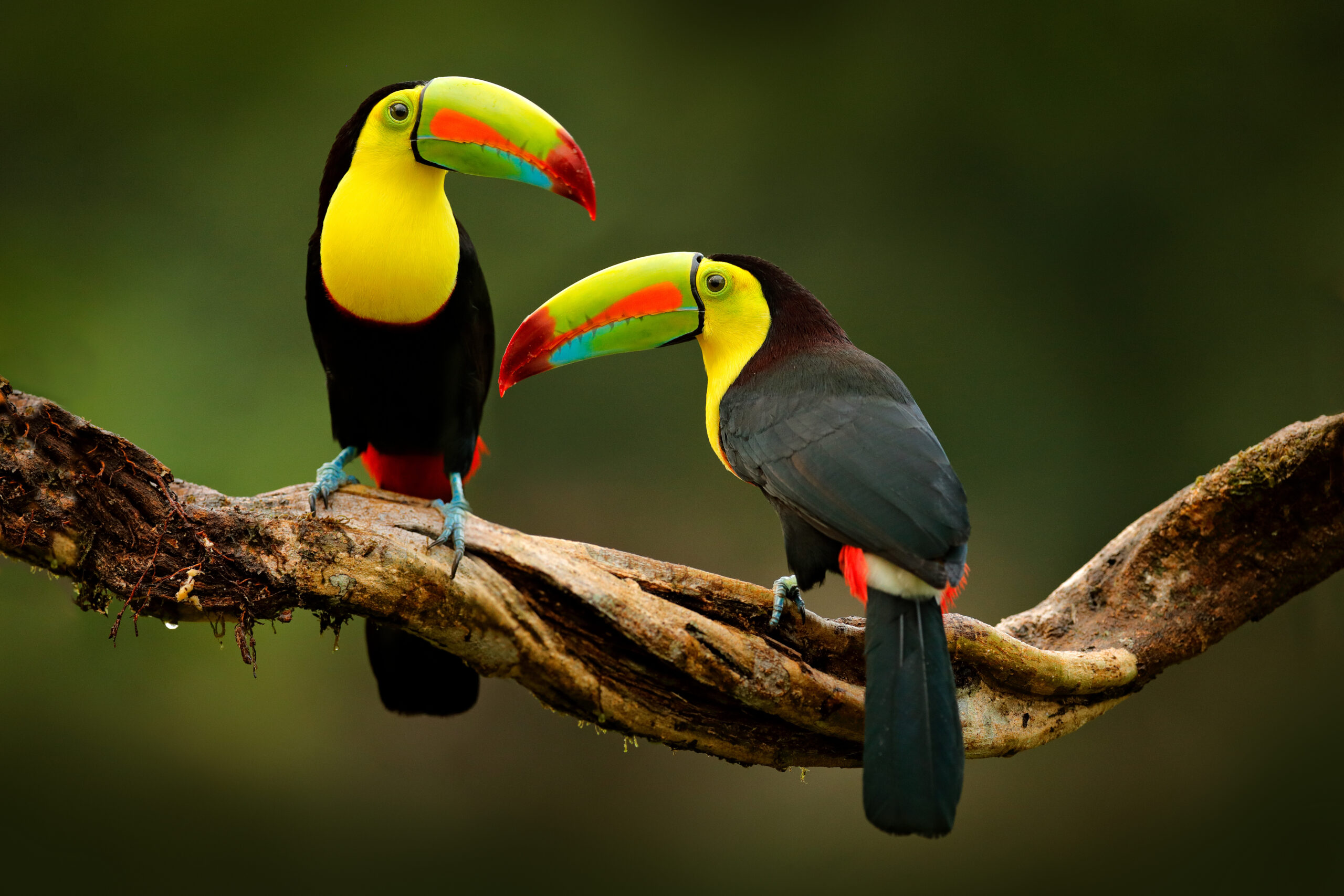 Toucan sitting on the branch in the forest, green vegetation, Co