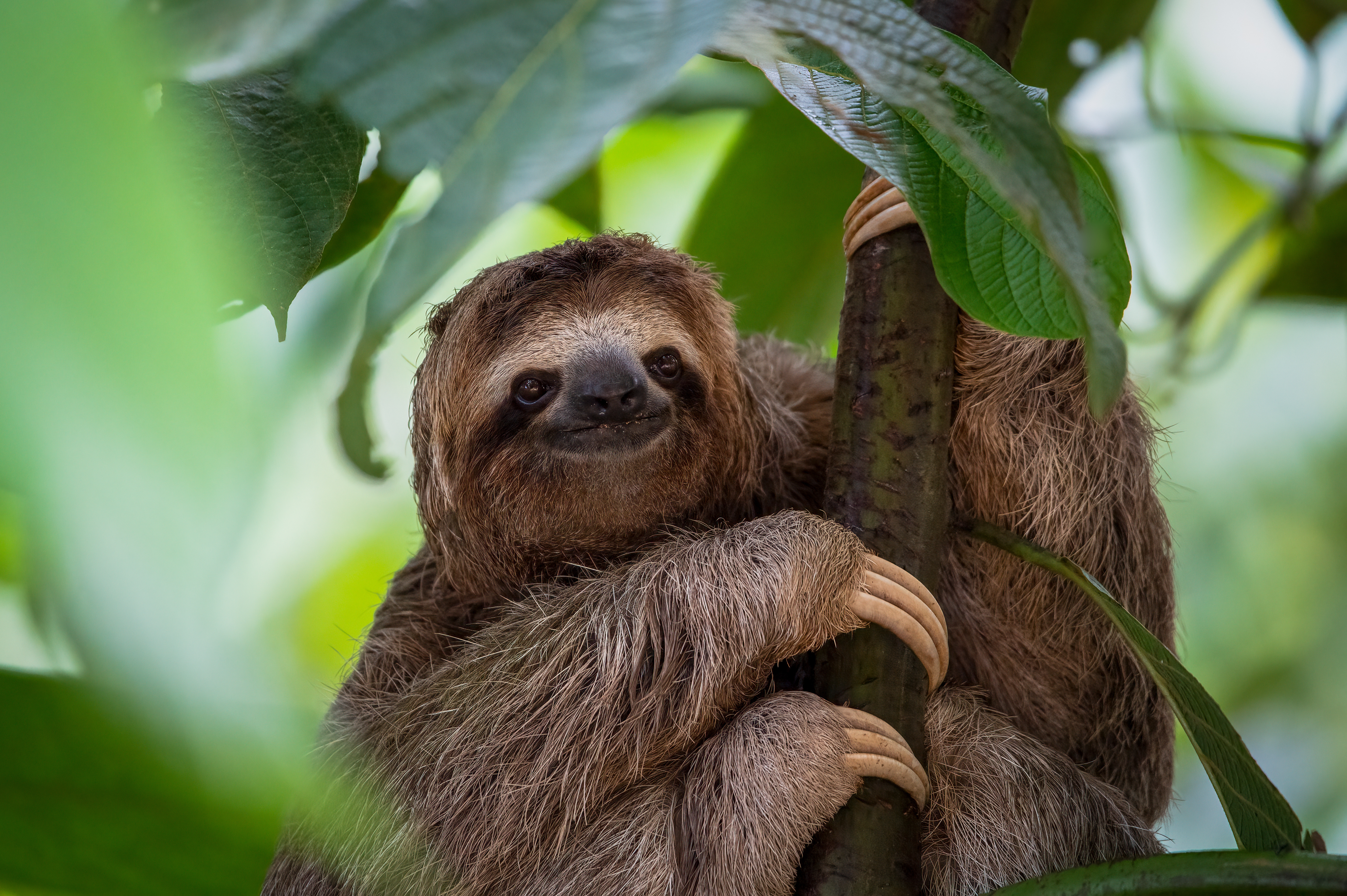 Close up of three toed sloth smiling in jungle tree in Costa Rica